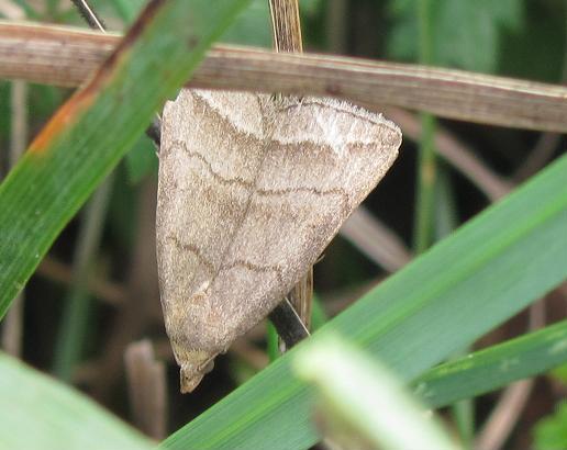 Pechipogo strigilata? No, Herminia tenuialis